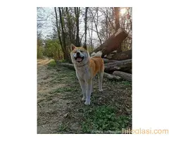 Muzjak japanske akite za parenje - 6