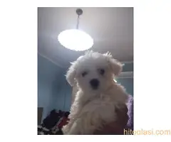 stenci maltezera - 2