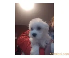 stenci maltezera - 3