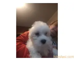 stenci maltezera - 4