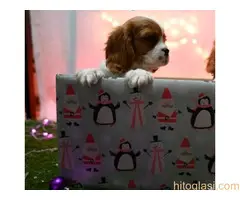 Kavalirski Spanijel Kralja Carlsa - 2