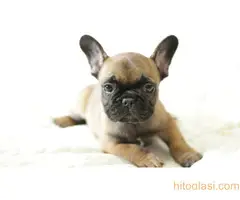 Francuski buldog fantasticni stenci - 2