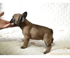 Francuski buldog fantasticni stenci - 3