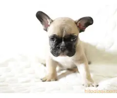 Francuski buldog fantasticni stenci - 4