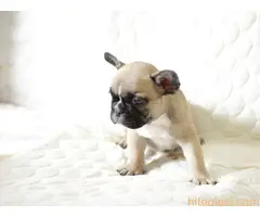 Francuski buldog fantasticni stenci - 5