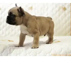 Francuski buldog fantasticni stenci - 6