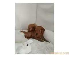 Štenci patuljaste pudle - 2