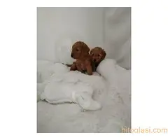 Štenci patuljaste pudle - 3