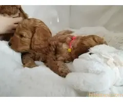 Štenci patuljaste pudle - 4