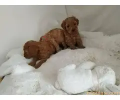 Štenci patuljaste pudle - 5