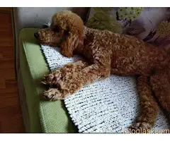 Štenci patuljaste pudle - 6