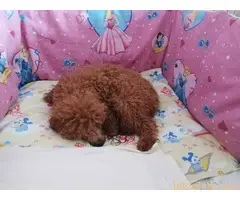 Štenci patuljaste pudle - 7