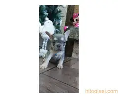 stenci fr buldoga,egzoticne boje - 2