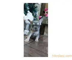 stenci fr buldoga,egzoticne boje - 3