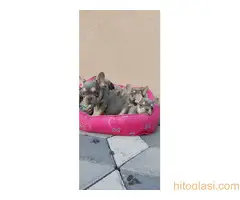 stenci fr buldoga,egzoticne boje - 5