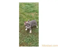 stenci fr buldoga,egzoticne boje - 6