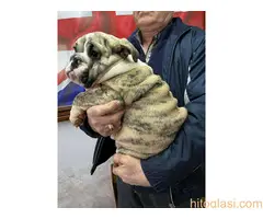 stenci engleskog buldoga - 2