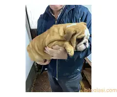 stenci engleskog buldoga - 3