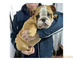 stenci engleskog buldoga - 4