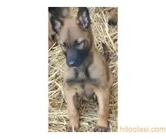 Štenci Belgijskog ovčara Malinoa - 2