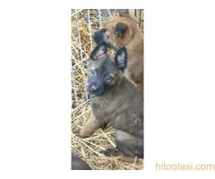 Štenci Belgijskog ovčara Malinoa - 3