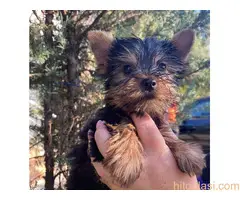 Jorksirski terijer stenci - 2