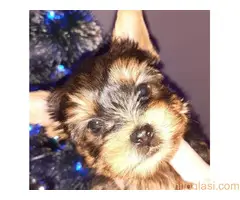 Jorksirski terijer stenci - 3