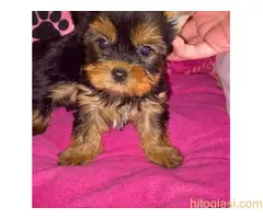 Jorksirski terijer stenci - 4