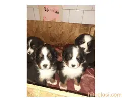 stenci bernskog planinskog psa - 2