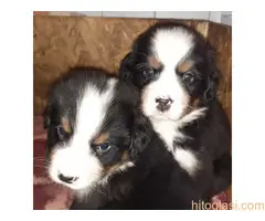 stenci bernskog planinskog psa - 3