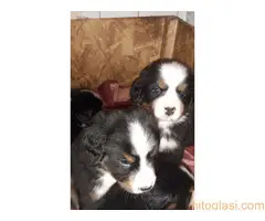 stenci bernskog planinskog psa - 4