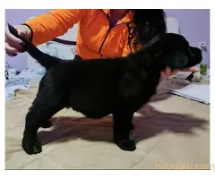 Prodajem stence labradora sa papirima - 2