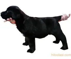 Prodajem stence labradora sa papirima - 3