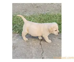 Prodajem stence labradora sa papirima - 5