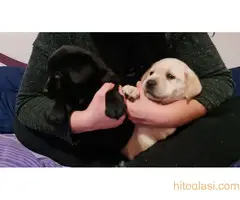 Prodajem stence labradora sa papirima - 6