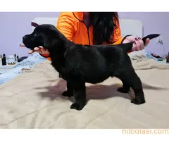 Prodajem stence labradora sa papirima - 8