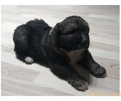 Kavkaski ovčar, štenci na prodaju - 2