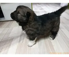 Kavkaski ovčar, štenci na prodaju - 3