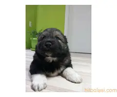 Kavkaski ovčar, štenci na prodaju - 4