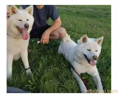 Japanska Akita - 8
