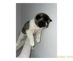 Američka Akita štenci - 2