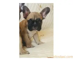 Francuski buldog stenci - 2