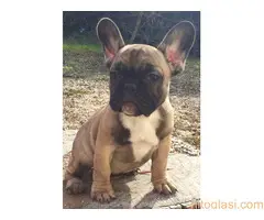 Francuski buldog stenci - 3