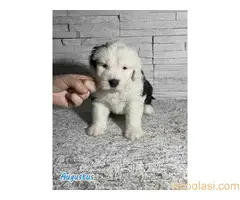 Stenci bobtejla (bobtail) - 2