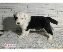 Stenci bobtejla (bobtail) - 5