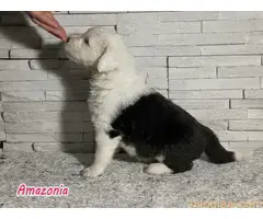 Stenci bobtejla (bobtail) - 6