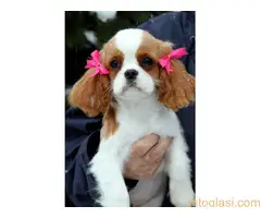 PRODAJA: žensko štene kavalije king Charles španijel - 2