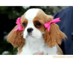 PRODAJA: žensko štene kavalije king Charles španijel - 3