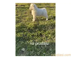 Samojed - 2