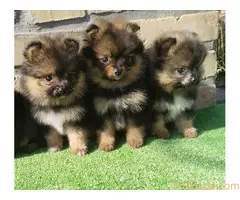 Devojčice Pomeranskog špica - 2